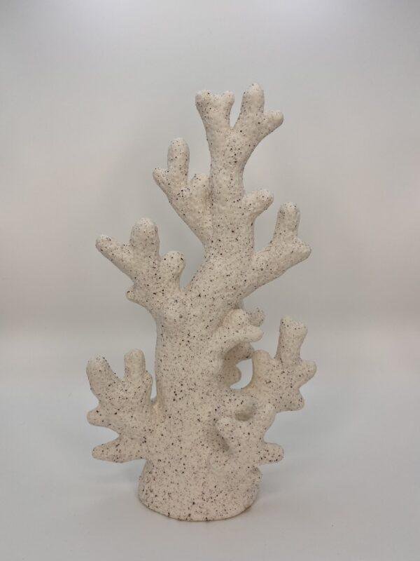 Corail blanc - biscuit